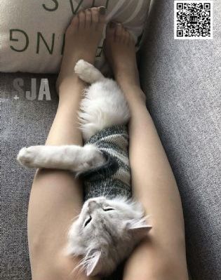 56度灰
